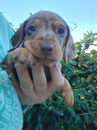 Dachshund (Miniature Smooth Haired) puppy for sale by DAMIEN1