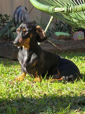 Dachshund (Miniature Smooth Haired) dog for sale by DAMIEN1