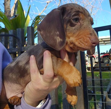 Dachshund (Miniature Smooth Haired) puppy for sale by WUNYA