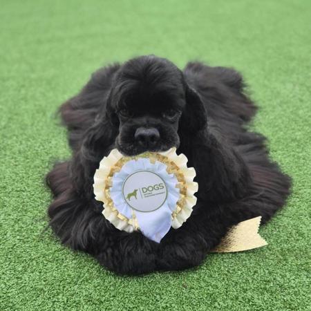 Cocker Spaniel (American) for sale by HIGHGATTE