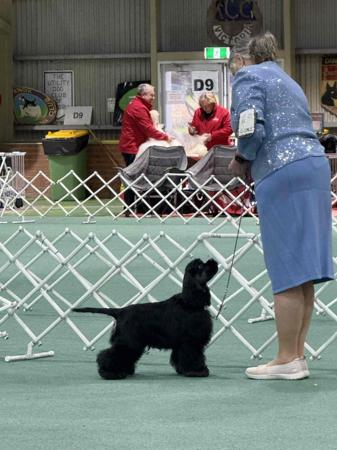 Cocker Spaniel (American) for sale by HIGHGATTE