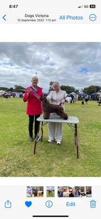 Cocker Spaniel (American) for sale by HIGHGATTE