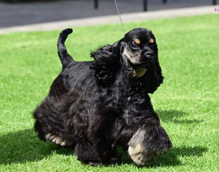Cocker Spaniel (American) for sale by HIGHGATTE
