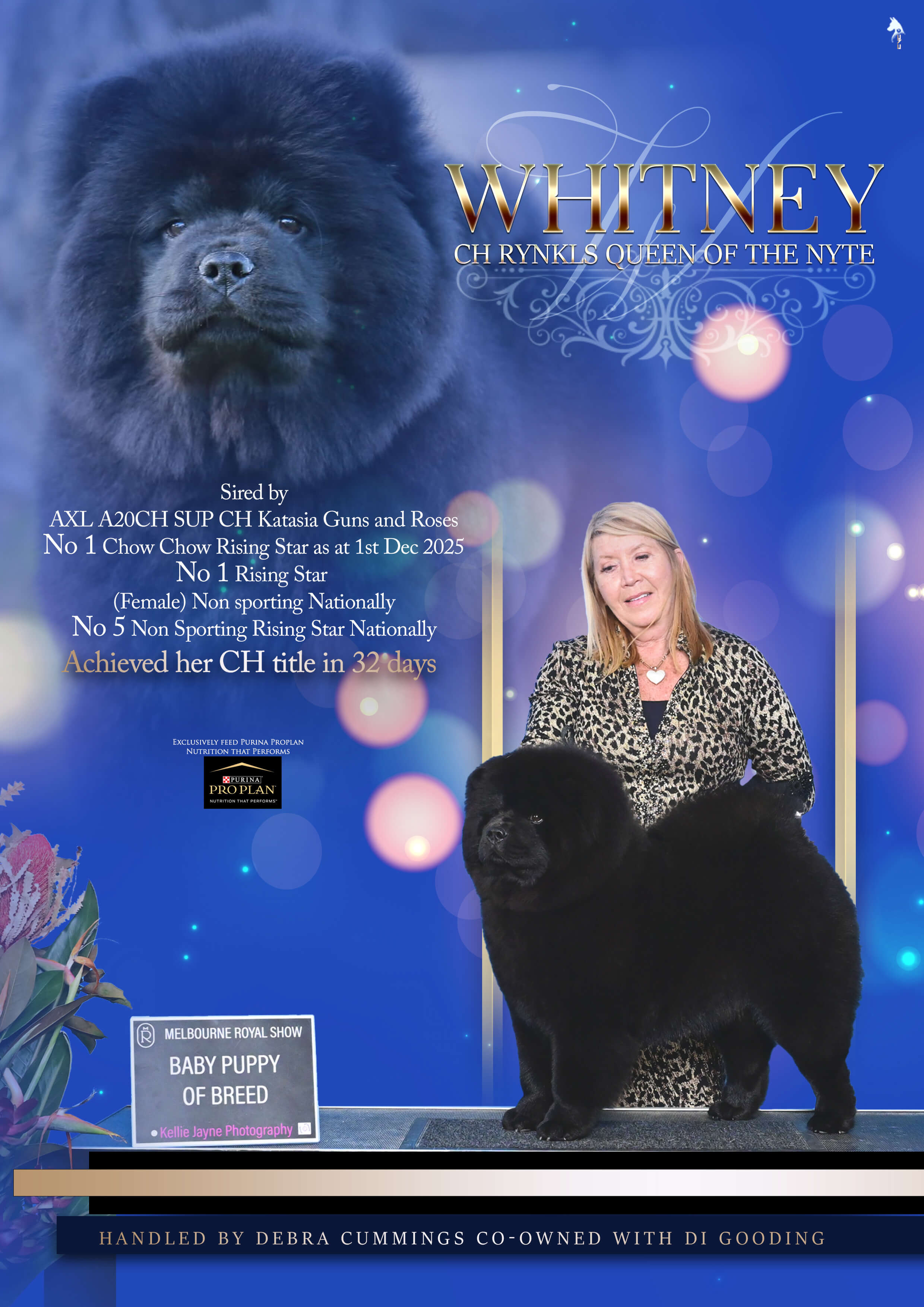 Aust Ch Rynkls Queen of the Nyte Chow Chow - Owned by Mrs D Cummings ...
