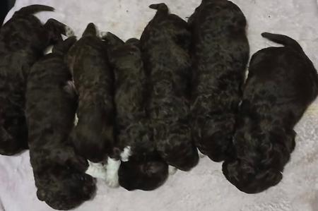 Lagotto Romagnolo puppy for sale by CHENEENAY