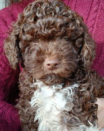 Lagotto Romagnolo puppy for sale by CHENEENAY