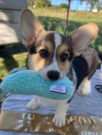 Welsh Corgi (Pembroke) for sale by BEGRAYCED