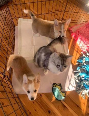Welsh Corgi (Pembroke) for sale by BEGRAYCED