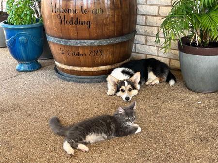 Welsh Corgi (Pembroke) for sale by BEGRAYCED