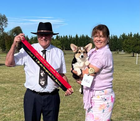 Welsh Corgi (Pembroke) for sale by BEGRAYCED