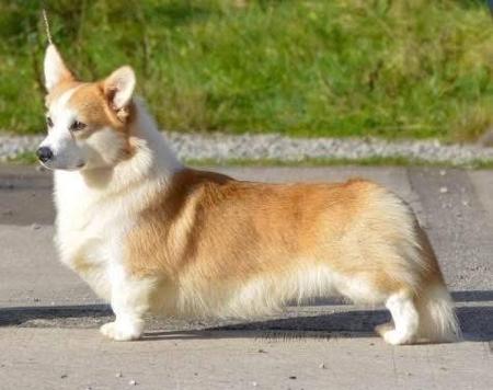 Welsh Corgi (Pembroke) puppy for sale by STRINGYBARKCORGIS