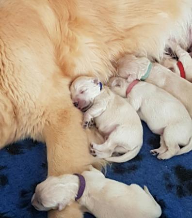 Golden Retriever for sale by BLUEBREEZE