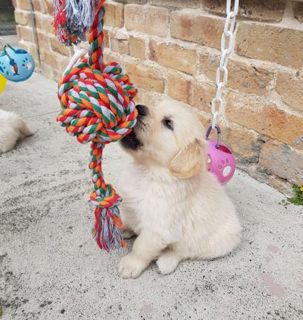 Golden Retriever for sale by BLUEBREEZE