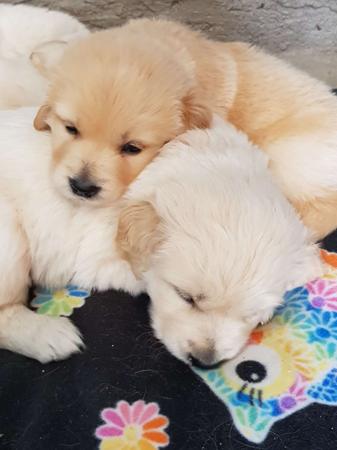 Golden Retriever for sale by BLUEBREEZE