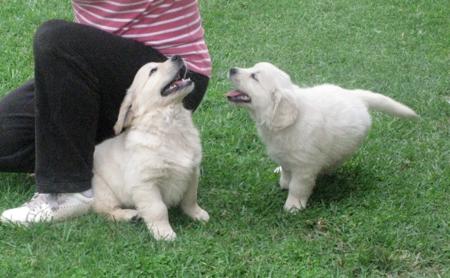 Golden Retriever for sale by BLUEBREEZE