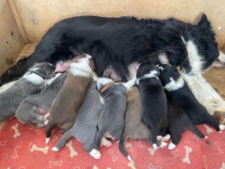 Border Collie for sale by ELCERITTO
