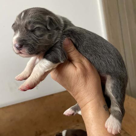 Border Collie for sale by ELCERITTO