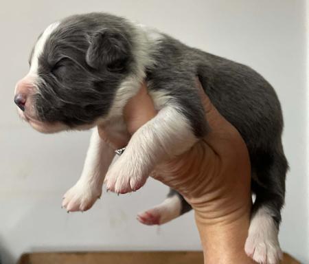 Border Collie for sale by ELCERITTO