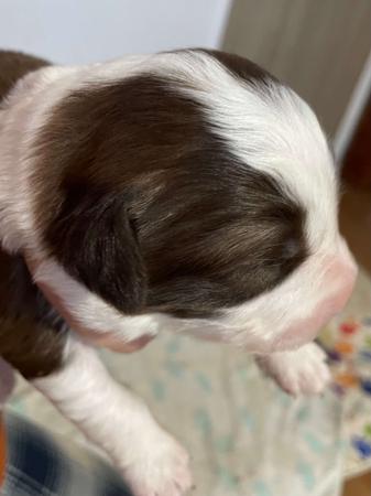 Border Collie for sale by ELCERITTO