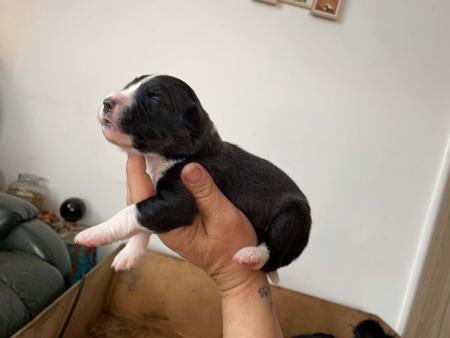 Border Collie for sale by ELCERITTO
