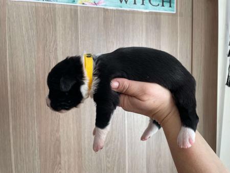 Border Collie for sale by ELCERITTO