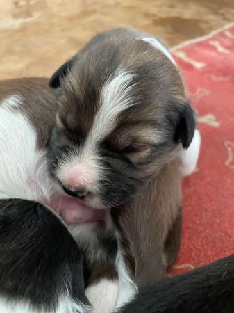 Border Collie for sale by ELCERITTO