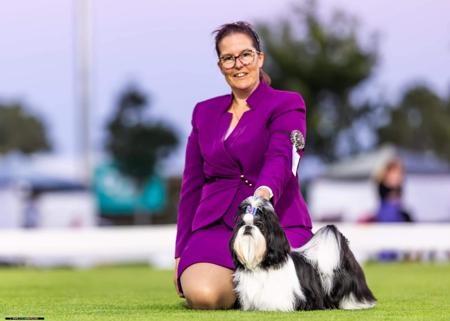 Shih Tzu for sale by SHIHZOOM