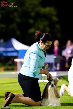 Shih Tzu for sale by SHIHZOOM