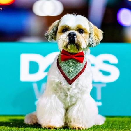 Shih Tzu for sale by SHIHZOOM