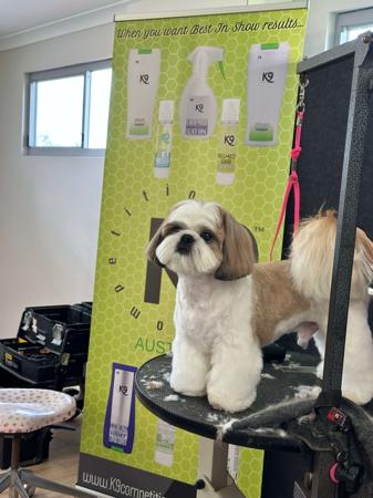 Shih Tzu for sale by SHIHZOOM