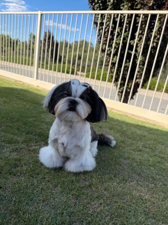 Shih Tzu puppy for sale by CRUISE08