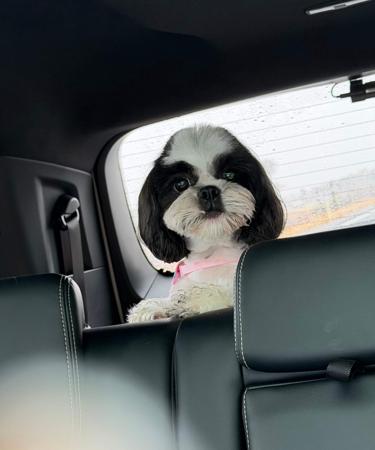 Shih Tzu puppy for sale by CRUISE08