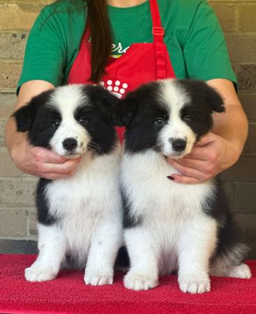 Border Collie puppy for sale by PUKAWIDGEE