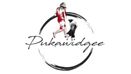 Border Collie puppy for sale by PUKAWIDGEE