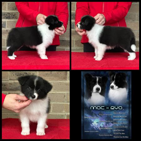 Border Collie puppy for sale by PUKAWIDGEE