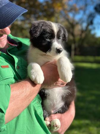 Border Collie puppy for sale by PUKAWIDGEE