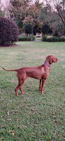 Hungarian Vizsla for sale by NELLIE531