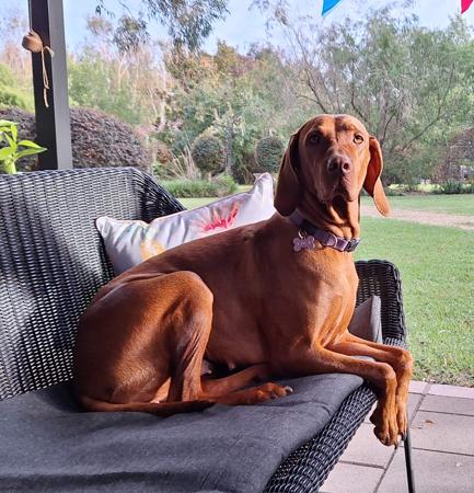Hungarian Vizsla for sale by SZEKELY