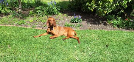 Hungarian Vizsla for sale by SZEKELY