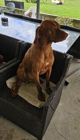 Hungarian Vizsla for sale by SZEKELY