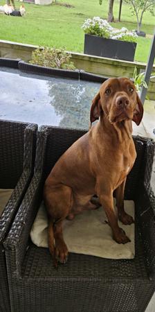 Hungarian Vizsla for sale by SZEKELY