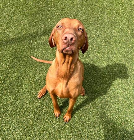 Hungarian Vizsla for sale by SZEKELY