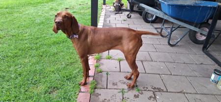 Hungarian Vizsla for sale by SZEKELY
