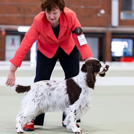 Wytcher Courting Magic (AI) English Springer Spaniel