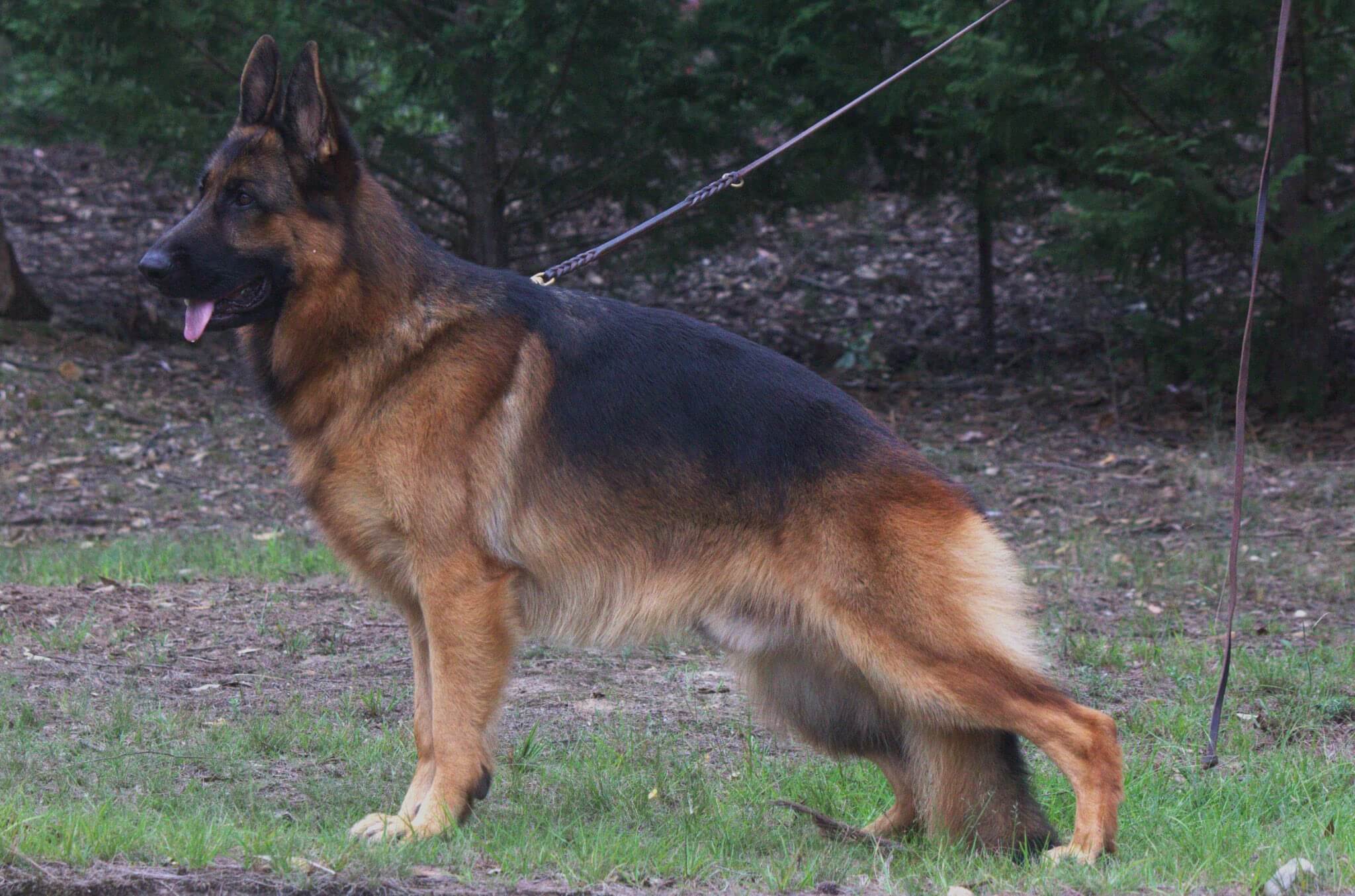 Aust Ch Freevale Bombastic MrFantastic AZ German Shepherd Dog - Owned ...