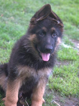 German Shepherd Dog puppy for sale by ALLENDELL