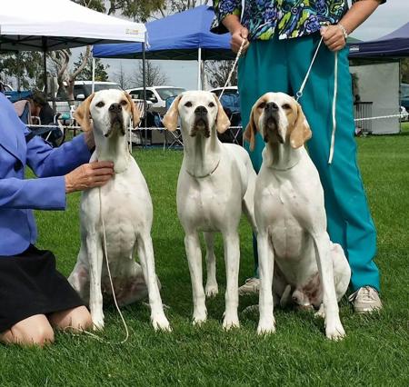 Pointer for sale by ABTEI