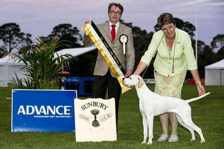 Pointer for sale by ABTEI