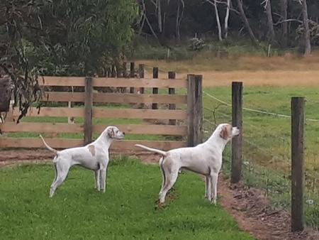 Pointer for sale by ABTEI