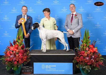 Pointer for sale by ABTEI